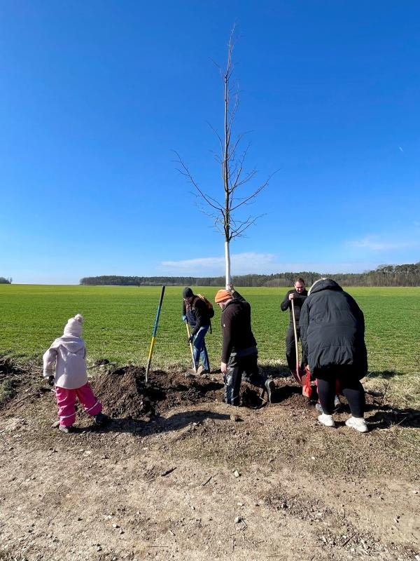 Baum 2024 04